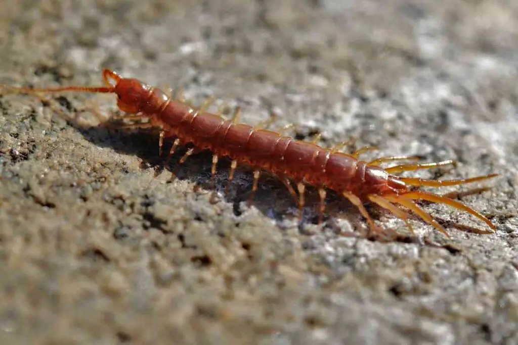 Killing Centipede In Dream Meaning