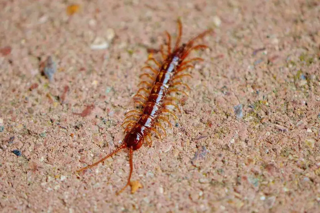 Spiritual Meaning Of A Centipede In A Dream