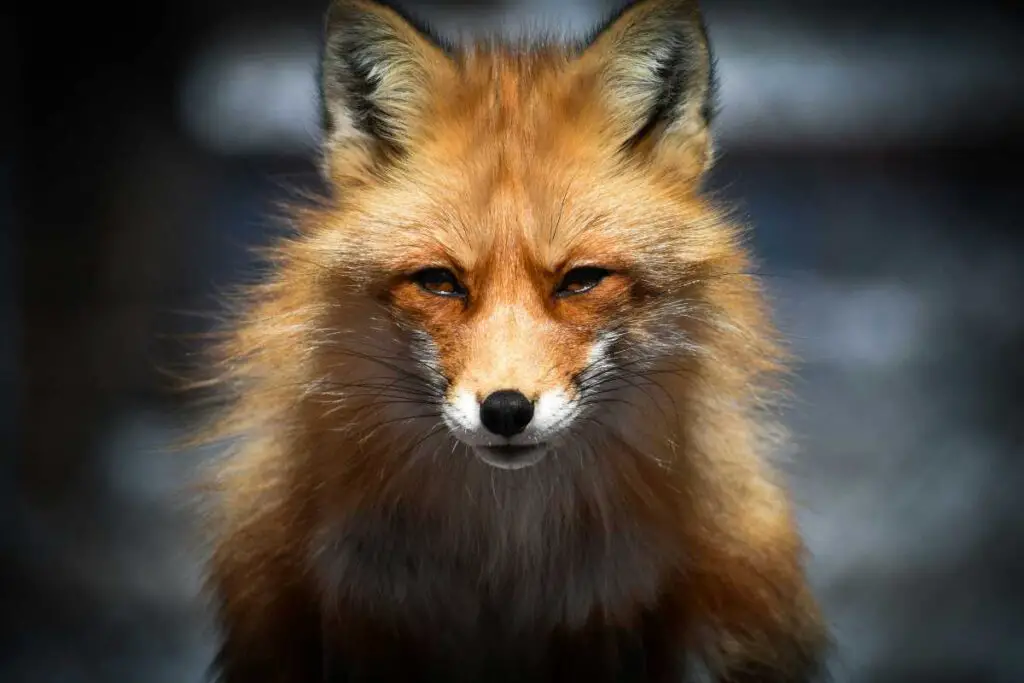 Spiritual Meaning Of Seeing A Fox