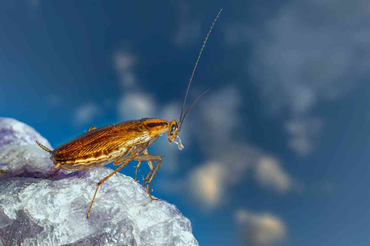 What Does It Mean To Dream About Cockroaches