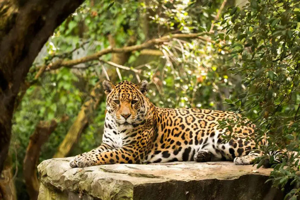What Does It Mean To Dream Of A Jaguar