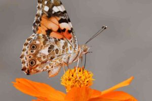 9 Common Dream About Butterfly