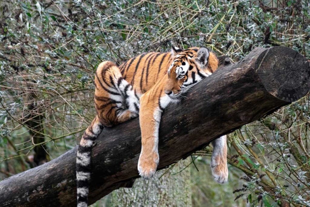 Sleeping Tiger Dream Meaning