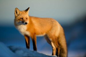 11 Common Dream About Fox And Their Meanings