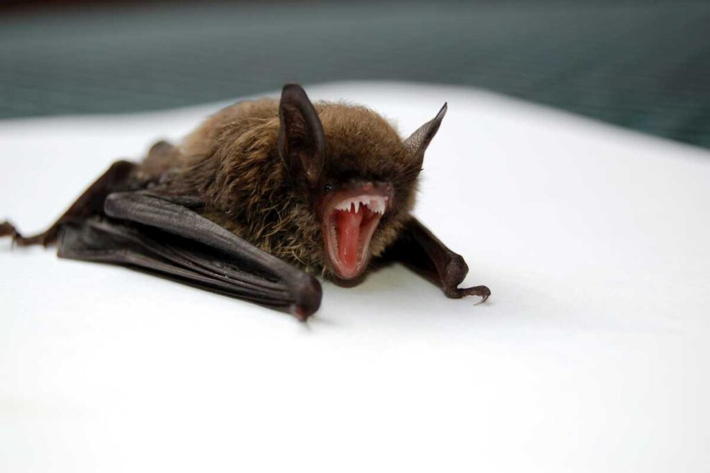 biblical meaning of bats in dreams