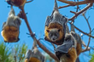 Dream About Bats: Symbolic Meanings Across Cultures