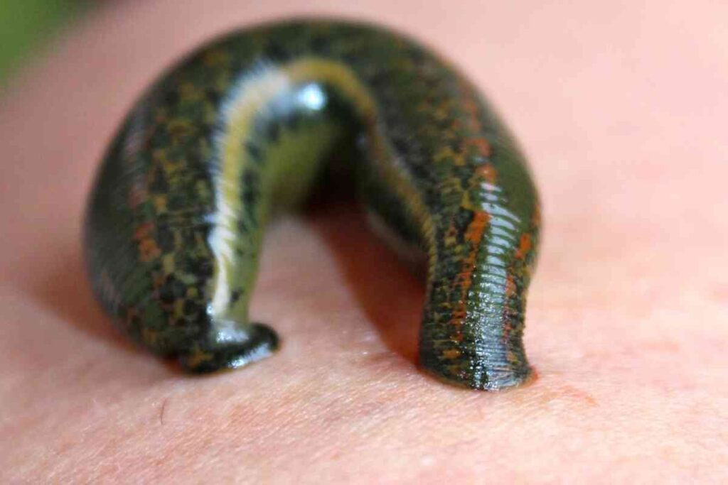 spiritual meaning of leeches