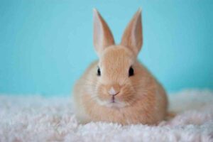 16 Common Dream About Rabbit